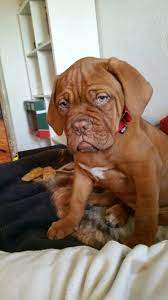 Meine Megan Bordeaux Dog French Mastiff Puppies Mastiff Puppies