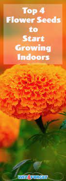 Moisture, sunlight, and the proper soil are the most important components to growing a flower from a seed. Pin On Gardening