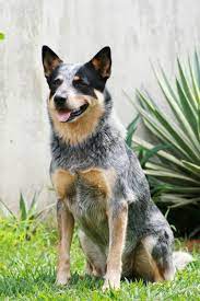 Blue Heeler Breed Information And Photos Thriftyfun