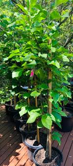 This small tree with a compact, upright growth habit makes a showstopping feature tree in smaller gardens. Magnolia Vulcan Aldgate Tree Farm