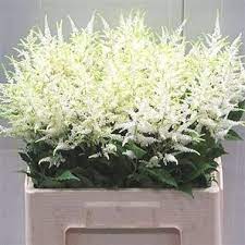 Astilbe Wahsingthon Wholesale Flowers Garden Wedding Flowers Flower Arrangements