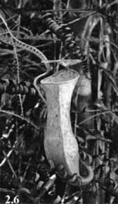 Image result for Pandanus chiliocarpus