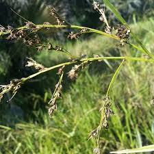 Image result for Scleria lacustris