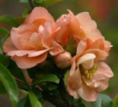 The glossy oval leaves do not develop any appreciable fall color. Chaenomeles X Superba Cameo Chaenomeles Japonica Cameo Chaenomeles Speciosa Cameo Cameo Flowering Quince Plant Lust