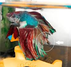 5 Quick And Easy Steps For Treating Fin Rot Betta Fish Betta Fish Pet