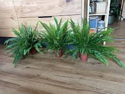 Image result for ledviník