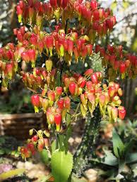 Check spelling or type a new query. Bryophyllum Pinnatum With Beautiful Red Bell Shaped Flowers
