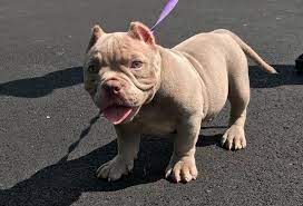This incredible breed is booming in popularity and could be the perfect. Available Puppies Damel American Bully American Bully Xl Welpen Luna X Platinum Punch Merle American Bully American Bully American Bully Pocket Pocket Bully