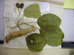 Image result for Vitex madiensis