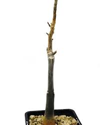 Image result for Tragia hildebrandtii