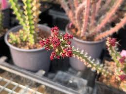 Image result for Euphorbia ramulosa