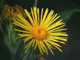 Image result for Inula