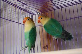 Par Blue Fischer Lovebirds Yellow Faced Mutation Http Www Fischerlovebird Com Eyering Breeders Parpair2 Jpg Pet Birds African Lovebirds Love Birds