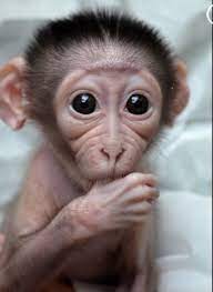 Cute Baby Monkey Cute Baby Animals Baby Animals