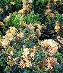 Image result for Ixora nana