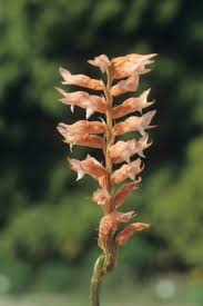 Image result for Centrostigma