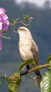 Image result for Monotes hypoleucus