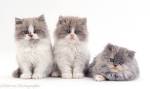 Persian cross cats for sale - May 2020 - NewsNow