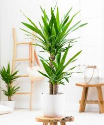 15 Attractive Indoor Plants To Easily Green Up Your Home Yucca Plant Indoor Indoor Plants Yucca Plant