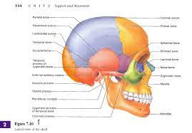 Skull Labeled Skull Labeled Diagram Human Anatomy Drawing