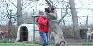 Chips Ids To Protect Legendary Kangal Dogs Of Turkey Daily Sabah
