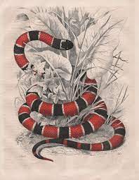 Als die guerillas abends auf der suche nach dem feuerwehrmann die plantage von ramirez. Datei Korallenotter Jpg Wikipedia