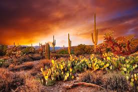 Find the perfect arizona desert sunset stock photos and editorial news pictures from getty images. Arizona Desert Sunset Photograph By Peter Nowell Photograph By Peter Nowell