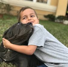 Sims English Mastiffs