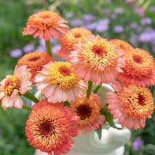 Zinnia Zinderella Peach Zinnia Elegans Seeds Select Seeds Zinnias Zinnia Elegans Zinnia Flowers