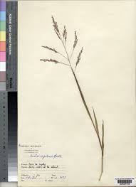 Image result for Coelachne africana