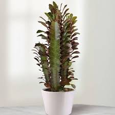 Because of this, succulents thrive in dry conditions and are able to live where rainfall is scarce. Tall Cactus Plant Delivery All Over Uae Order Now Plantshop Ae African Milk Tree Tall Cactus Plants Euphorbia