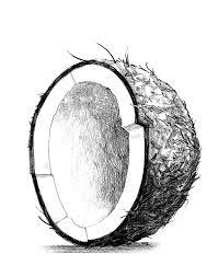 Facebook youtube pin interest instagram toggle navigation drawingtutorials101.com Coconut Illustration Google Search Pencil Drawing Tutorials Pencil Drawings Color Pencil Drawing