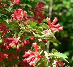 Image result for Cestrum nocturnum