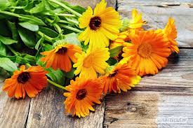 Ringelblumensalbe Selber Machen So Einfach Geht S Ringelblumensalbe Selber Machen Kosmetik Selber Machen Rezepte Salben Selber Machen
