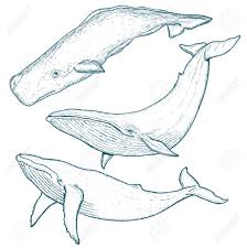 Maybe you would like to learn more about one of these? How To Draw A Blue Whale Step By Step Drawing Tutorial Easy