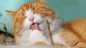 Mimpi ini merupaka pertanda buruk bagi anda. Arti Mimpi Kucing Benarkah Pertanda Keberuntungan