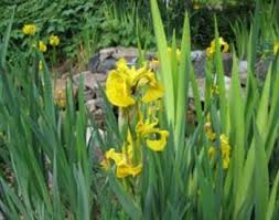 Iris germanica 'mexican holiday' tall bearded iris plant type: Gorgeous Yellow Iris Is Ecological Threat To Pnw Wetlands Osu Extension Service