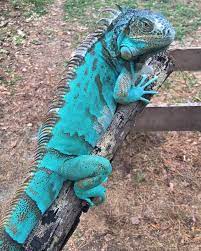 Gorgeous Axanthic Iguana Reptiles Pet Iguana Pet Lizard