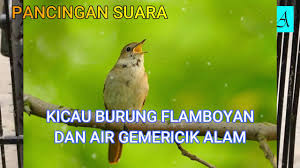 Suara burung flamboyan betina : Suara Burung Flamboyan Betina Burung Flamboyan Ngekek Rapat Panjang Masteran Terbaik Youtube Download Lagu Suara Flamboyan Betina Secara Gratis Di Metrolagu Hewan Langka