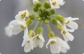 Image result for Arabidopsis thaliana