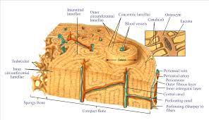 Check spelling or type a new query. Histology Of Bone Nursing Lecture