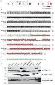 Each unique visitor makes about 6.49 page views on average. Tissue Specific Requirements For Specific Domains In The Ferm Protein Moe Epb4 1l5 During Early Zebrafish Development Bmc Developmental Biology Full Text