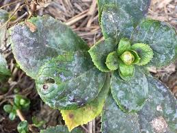 Hydrangeas (hydrangea spp.) are commonly planted in foundation plantings, shrub borders, as specimen shrubs and as accents around taller plants. Hydrangea Brown Spots On Leaves 13 Hydrangea Diseases With Pictures World Of Garden Plants
