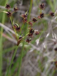 Image result for Schoenoplectiella juncea