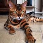 Top 10 Most Beautiful Cat Breeds - Pet Photos