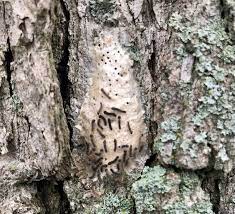 You'll find these areas by looking for the small caterpillars or yellow and brown egg sacks on trees and rotted wood. Growing Populations Of Gypsy Moth Caterpillars Raise Concern For Landscapes And Woodlots Msu Extension