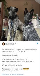 Baby learn farm animals names and sounds with funny cartoon characters ♥ subscribe: 30 People Share The Funniest Pet Names And They Re Beyond Creative Bored Panda