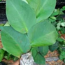 Ultimate kit adalah paket lengkap untuk membuat tanaman hias anda subur dan rimbun. Tanaman Hias Rambat Dolar Daun Lebar Dolar Rambat Besar Shopee Indonesia