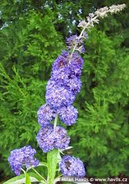 Image result for Komule empire blue