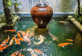 Not once, not twice, but thrice! What Is A Koi Pond And What You Need To Know Before Starting One